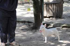 BECICLETABO DEL CORNIJAL | Miniature Bull Terrier 