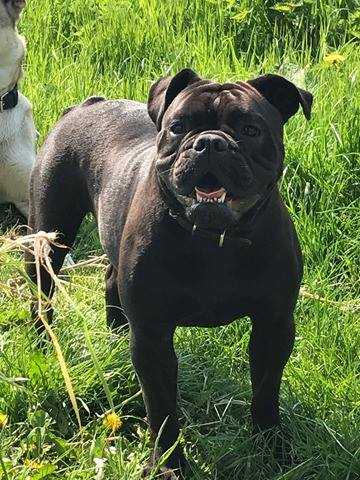 Ostergaard's Småkage | Olde English Bulldogge 