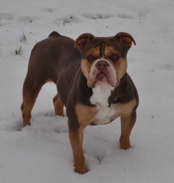 D-Day's Candy Crush | Olde English Bulldogge 