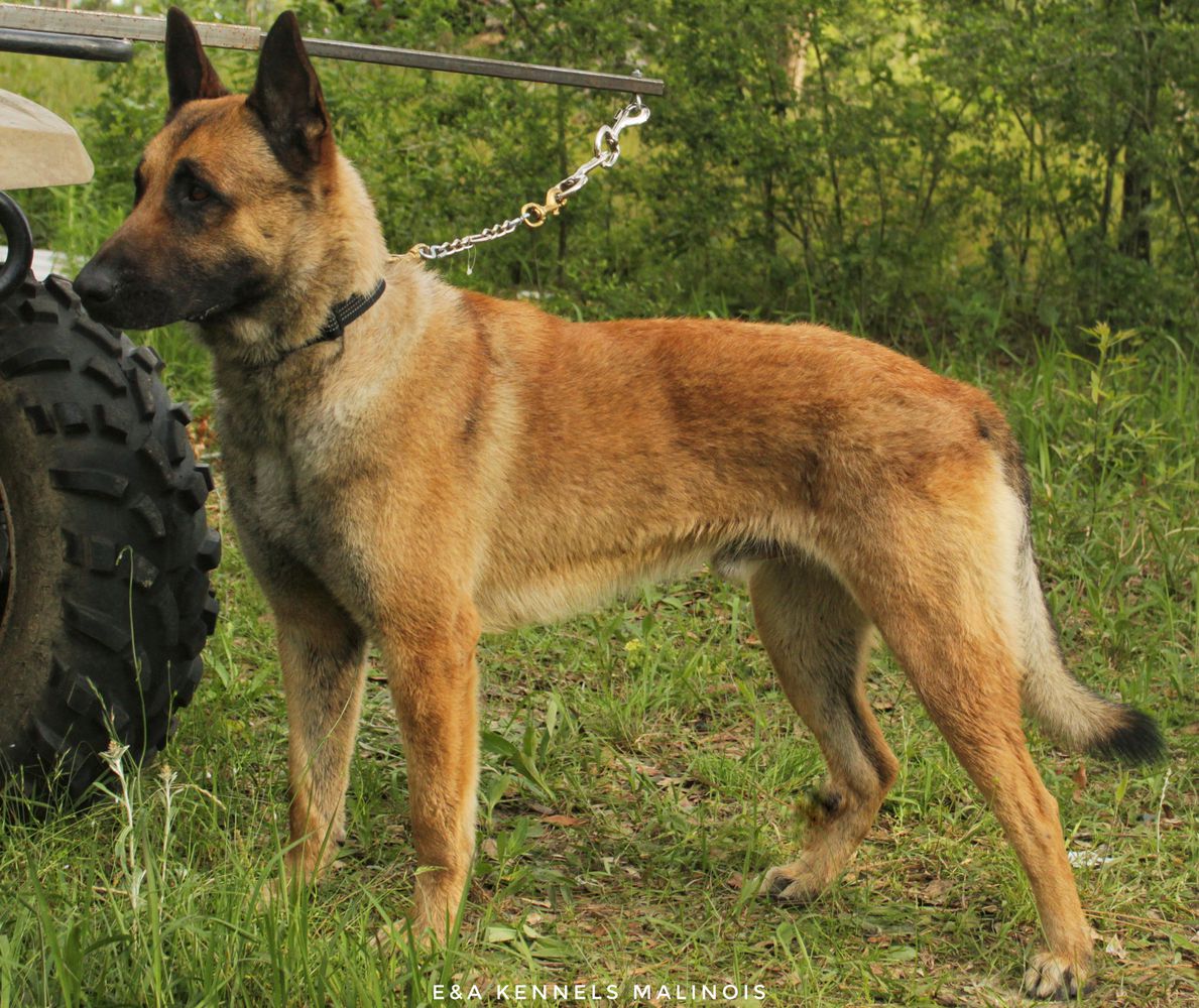 E&amp;A's Archie De Nobles | Belgian Malinois 