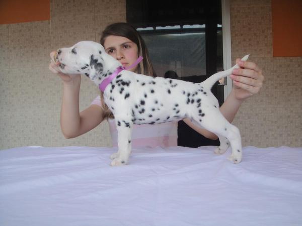 Spot One Princess Valentina | Dalmatian 