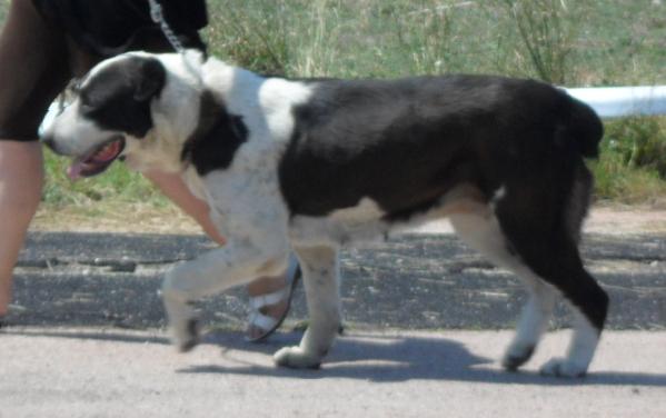 Tata AllaN | Central Anatolian Shepherd Dog 