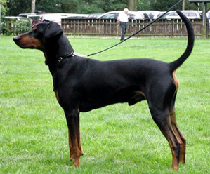 QUINTUS vom Unteren Niederrhein | German Pinscher 