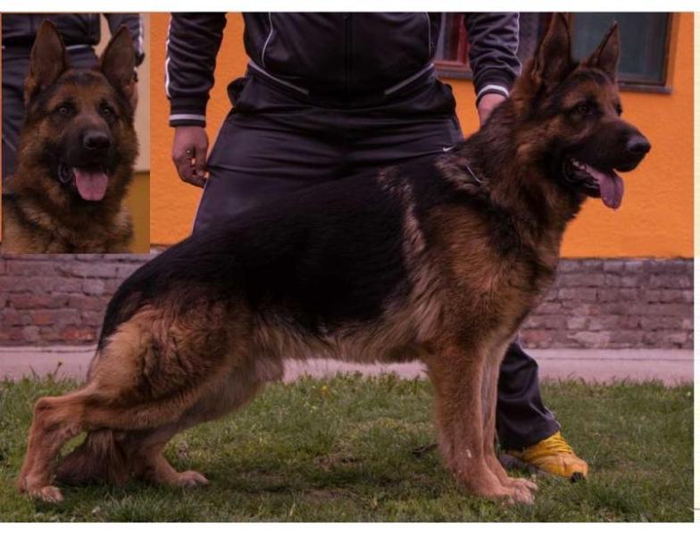 Gaborland Tony | German Shepherd Dog 