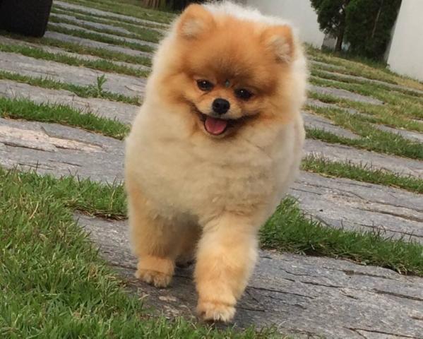 Oakwood's Thor | Pomeranian 