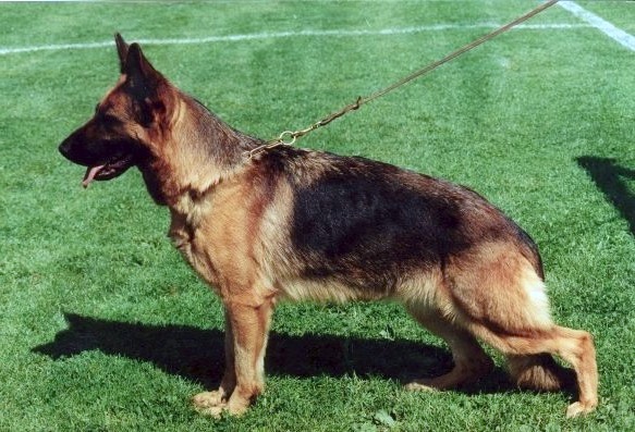 Ultri von der Wienerau | German Shepherd Dog 