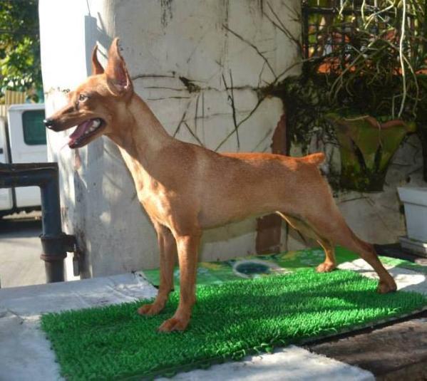 Senkie of precious gem | Miniature Pinscher 