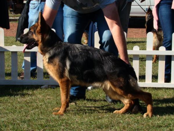 Tabata vom Panhaus | German Shepherd Dog 