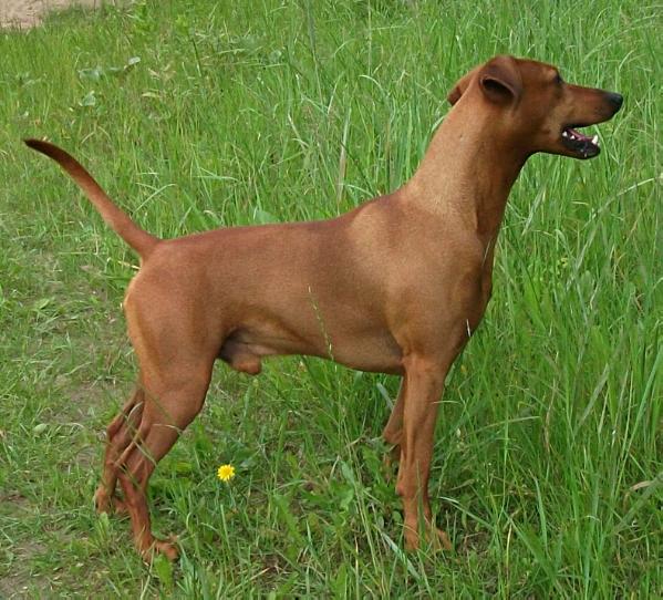 ALLEGRO von Masterhof | German Pinscher 