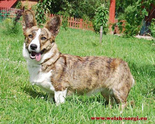 GOLDEN GIRLFRIEND Controversia | Cardigan Welsh Corgi 