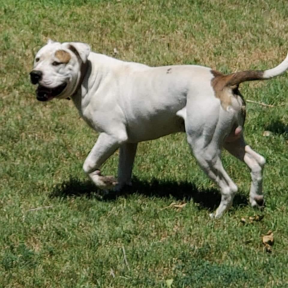 Cowan's Lone survivor at OFB kennels | American Bulldog 