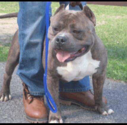 BLUEZION MIRACLE A.K.A  ELJAH | American Pit Bull Terrier 