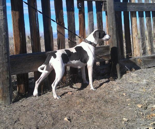 Panhead's Mardi Gras | Catahoula Leopard Dog 