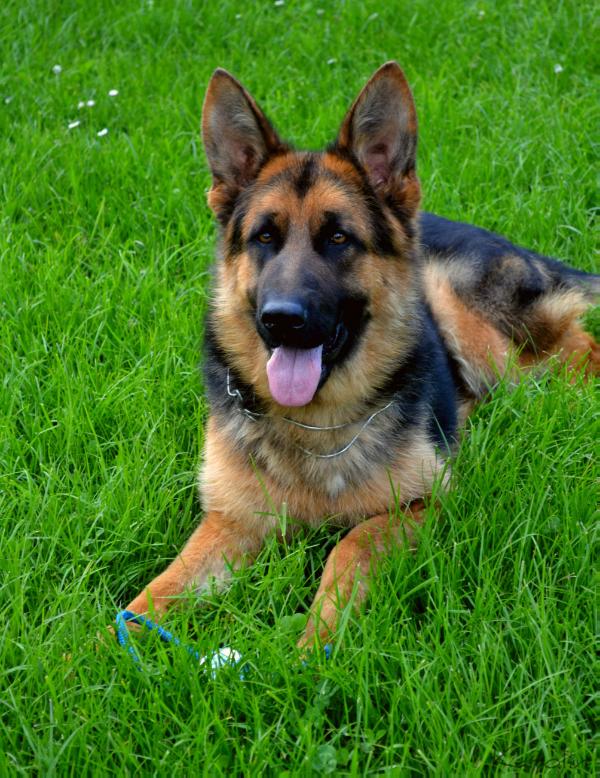 Vac-Vagvölgyi Naymar | German Shepherd Dog 
