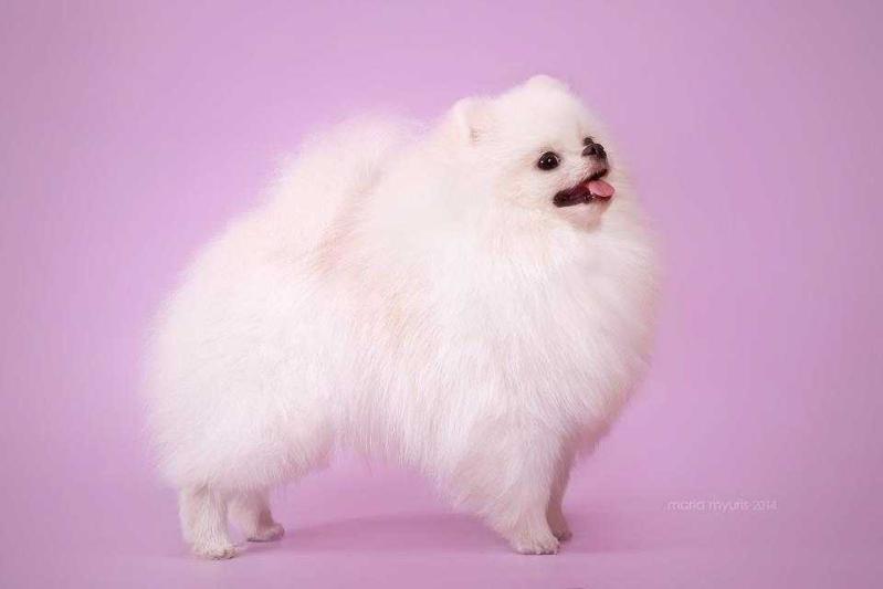 New's Pomeranian Kholan | Pomeranian 