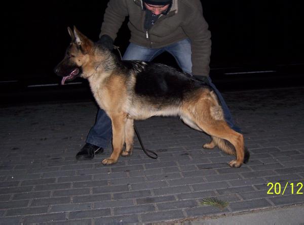 Giny Dlha Roven | German Shepherd Dog 