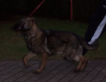 Nancy vom Weidegang | German Shepherd Dog 