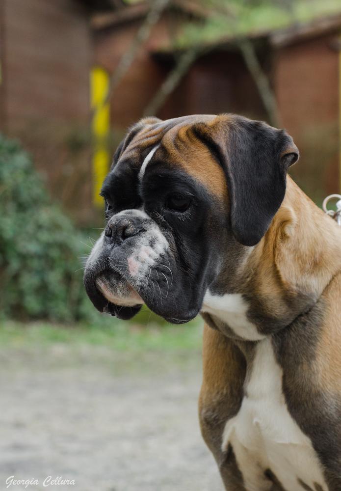 Izumi della Terra dei Sassi | Boxer 