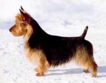 Tatong's Eclipse Of The Moon | Australian Terrier 