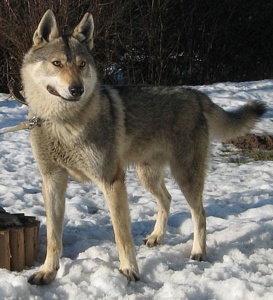 Body Vlcí démon | Czechoslovakian Wolfdog 