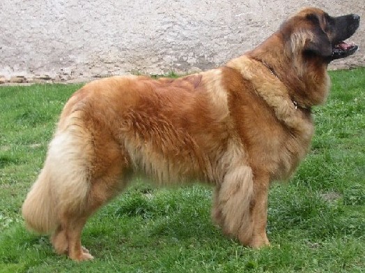 Audrey Zaricke udoli | Leonberger 