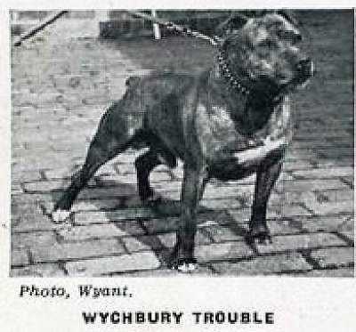 Wychbury Trouble | Staffordshire Bull Terrier 