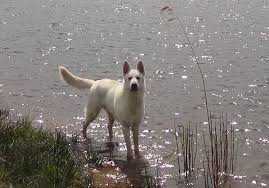 CM BOB and Beste Male Elegant Ghost des Garous du Maquis | White Swiss Shepherd Dog 