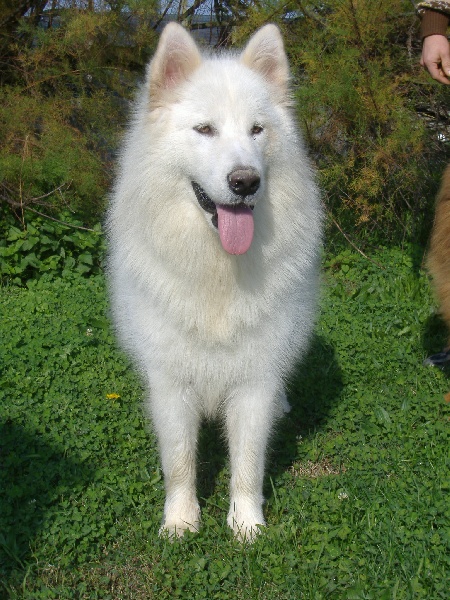 d'Carmocan Nordic Dream Assaya | Alaskan Malamute 