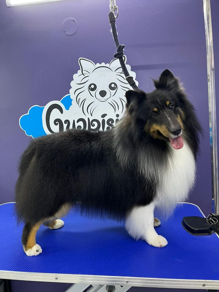 Gaspar OF De La Gran Casta Colombia | Shetland Sheepdog 