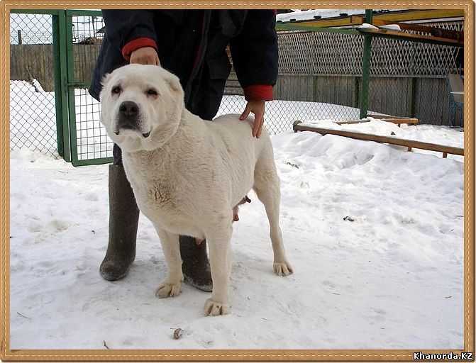 Darstan Sheherezada | Central Asian Shepherd Dog 