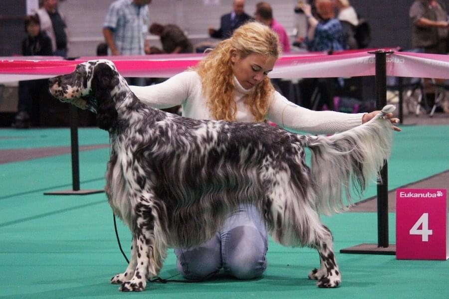 Latín Lover The Boss | English Setter 