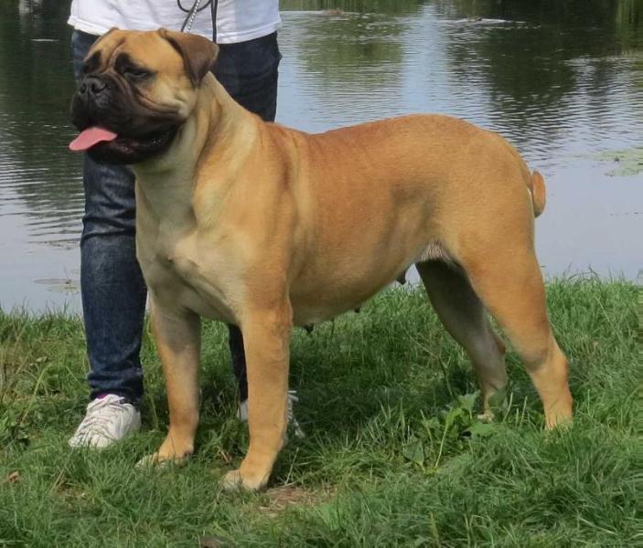 Olga Of Godlike Step | Bullmastiff 