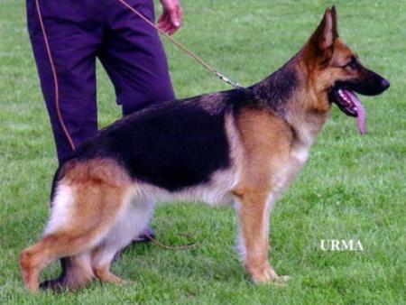 Tamara vom Hühnegrab | German Shepherd Dog 