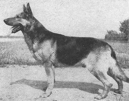 Jack von der Gartlage | German Shepherd Dog 