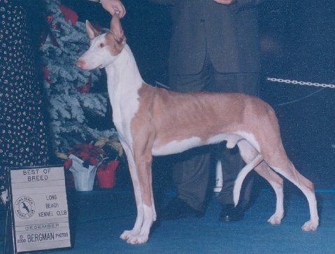 Ahram's Abul Howl | Ibizan Hound 