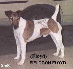 Fieldron Floyd | Smooth Fox Terrier 