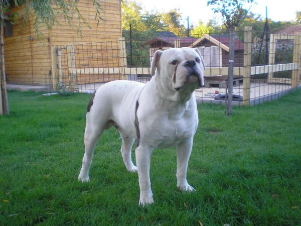 Happy Hunter Apolló of Hell's Gate Guardian Kennel | American Bulldog 