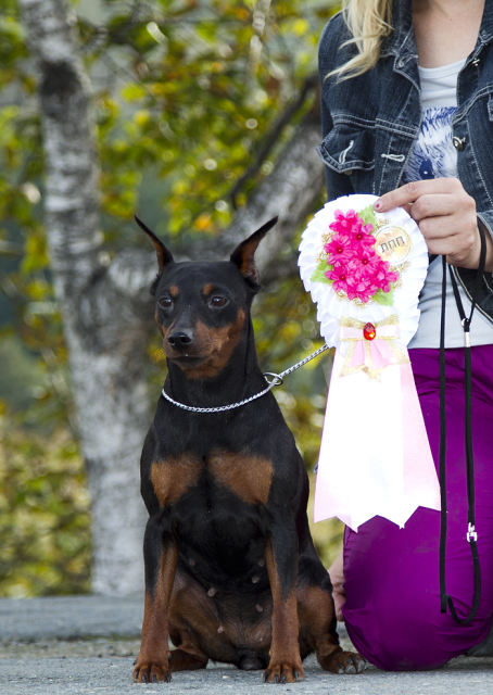 IMPERIYA OSMANA Esenya | Miniature Pinscher 