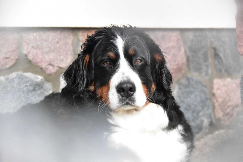 XARA W LUBAJNACH | Bernese Mountain Dog 