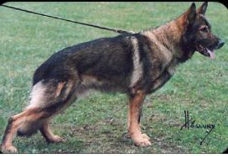Jen-Ager's Basse | German Shepherd Dog 
