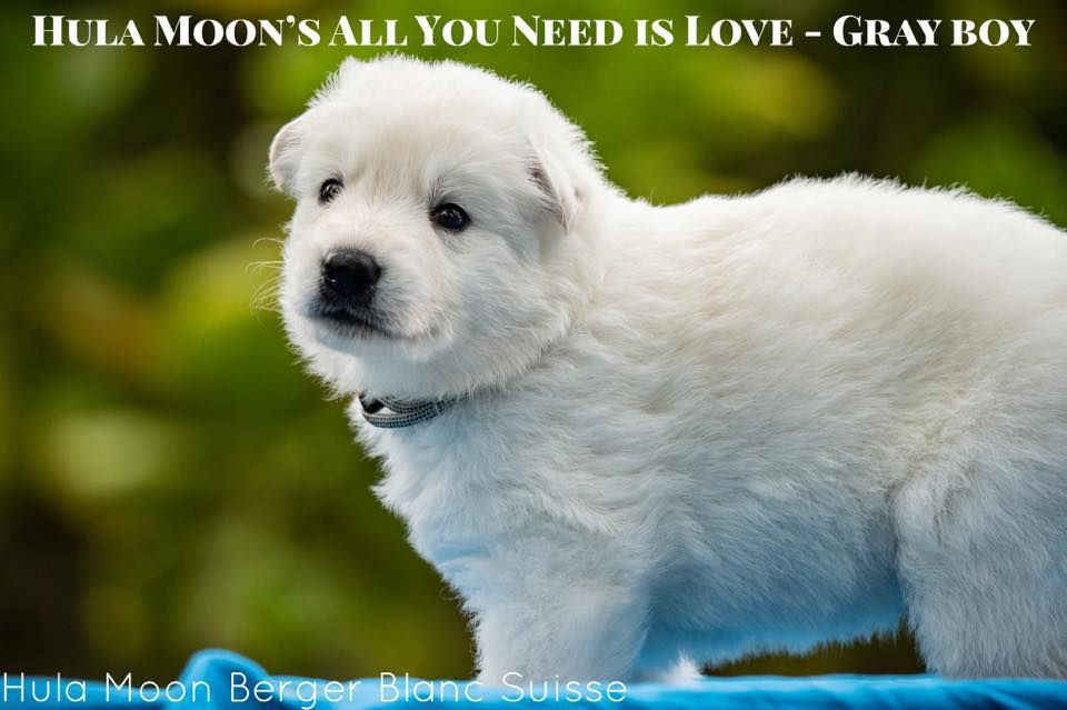 Hula Moon's All You Need is Love | White Swiss Shepherd Dog 