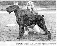 Beries Nomadi | Giant Schnauzer 