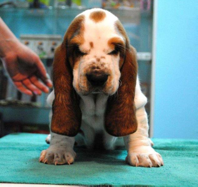 Stezur de Samuel | Basset Hound 