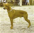 Bitsikka's LIIBIR | German Pinscher 