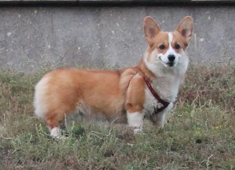 ??????????? ????????? | Pembroke Welsh Corgi 