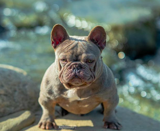 Hub City Vago | French Bulldog 