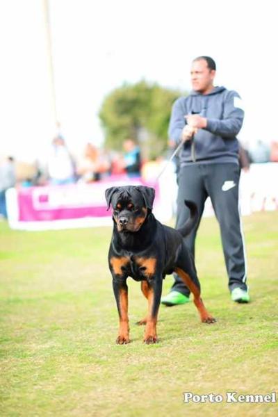 Caos Black Diamonds of Serbia | Rottweiler 