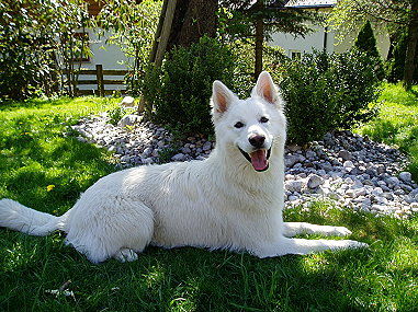 Don Aslan from Peace and Harmony | White Swiss Shepherd Dog 