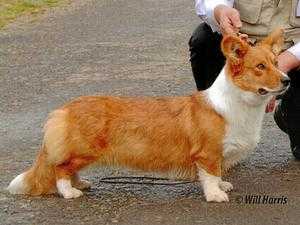 Brynlluan Anwen | Cardigan Welsh Corgi 