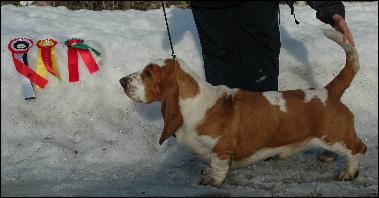 Lulubelle's constantin | Basset Hound 